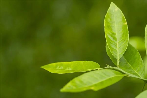 Iron Deficiency: 1 in 3 Adults at Risk - Signs & Solutions